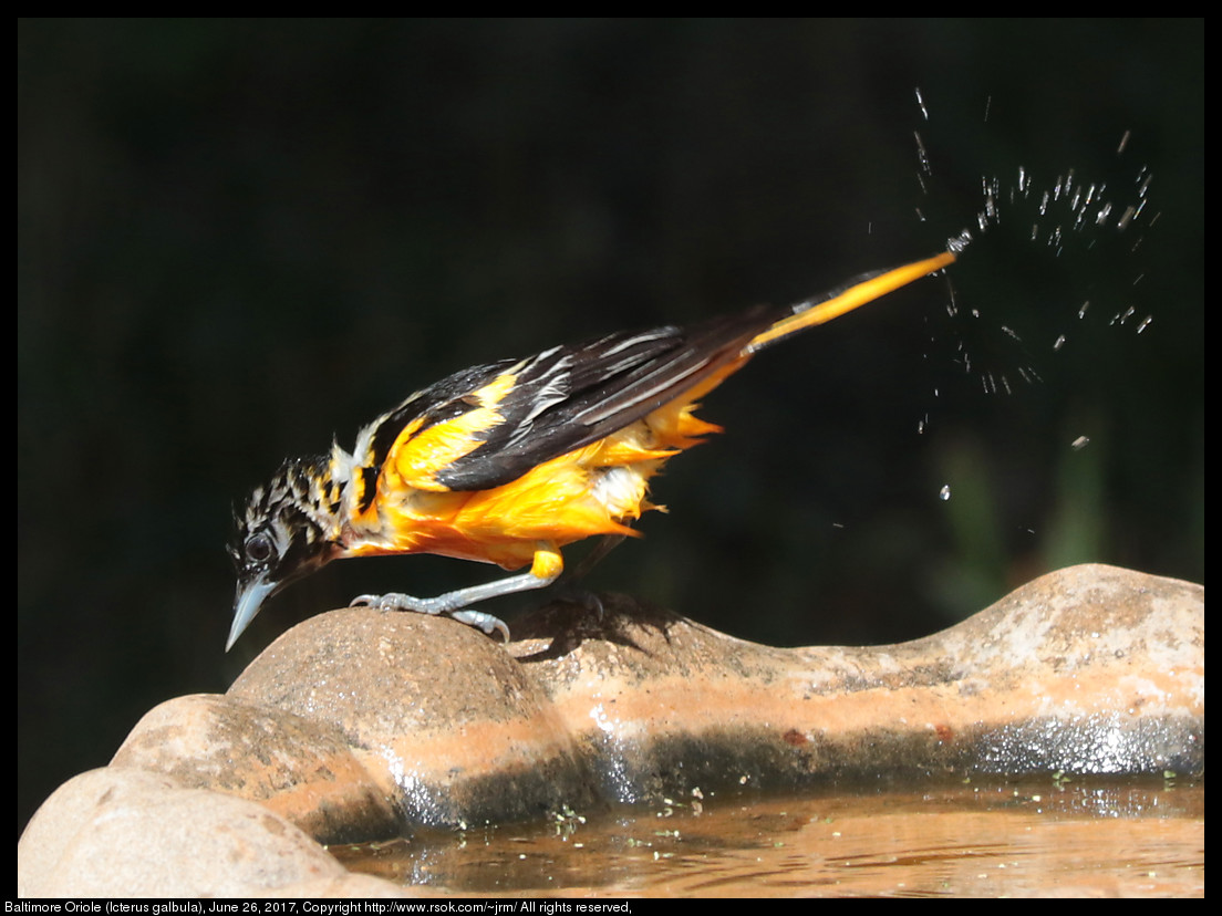 2017jun26_oriole_IMG_5272.jpg