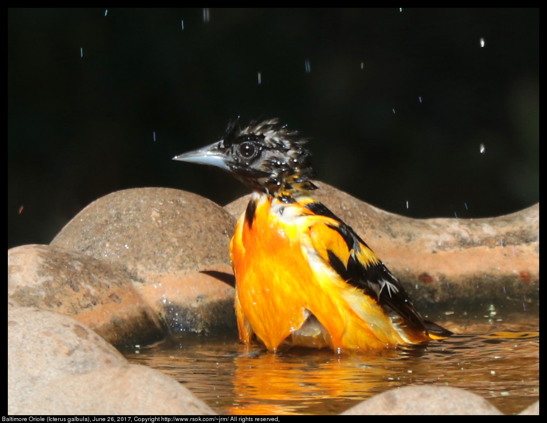 2017jun26_oriole_IMG_5275.jpg