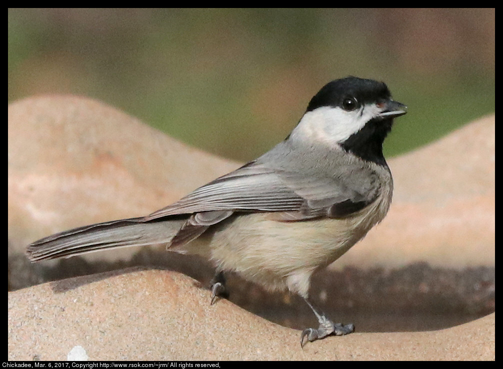 2017mar06_chickadee_IMG_1954.jpg