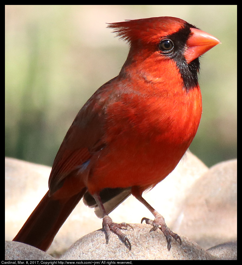 2017mar08_cardinal_IMG_2103.jpg