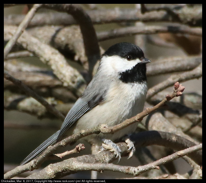 2017mar08_chickadee_IMG_2148.jpg