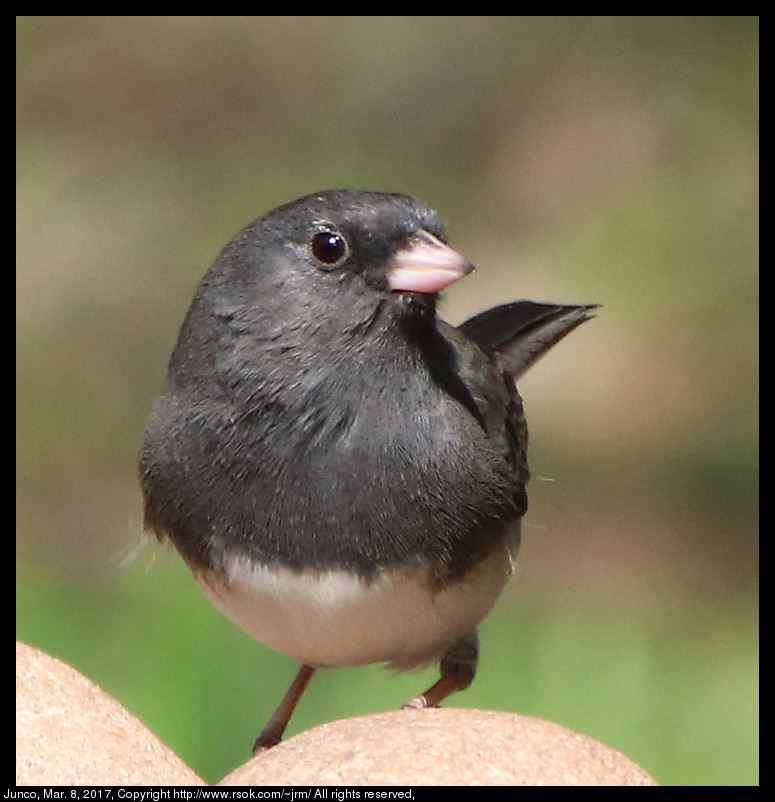 2017mar08_junco_IMG_2139.jpg