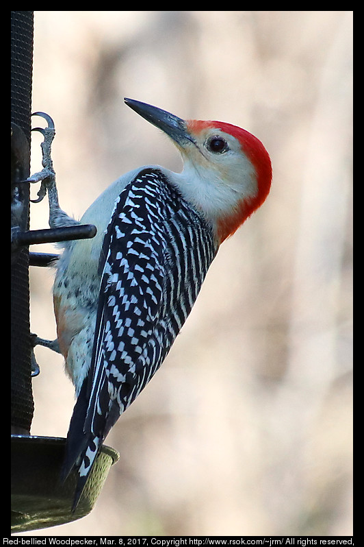 2017mar08_woodpecker_IMG_2087.jpg