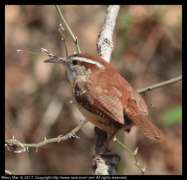 Wren, Mar. 9, 2017