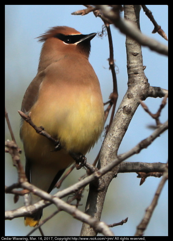 2017mar16_waxwing_IMG_2296.jpg