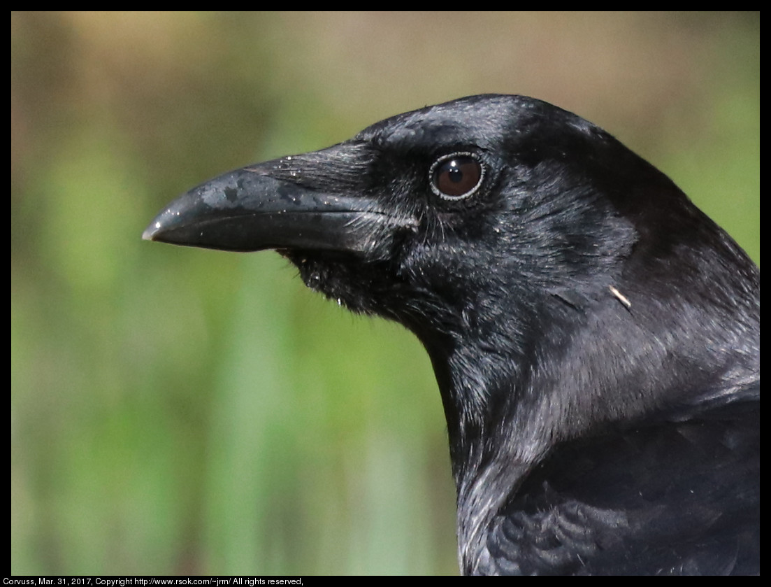 2017mar31_corvus_IMG_2548c.jpg