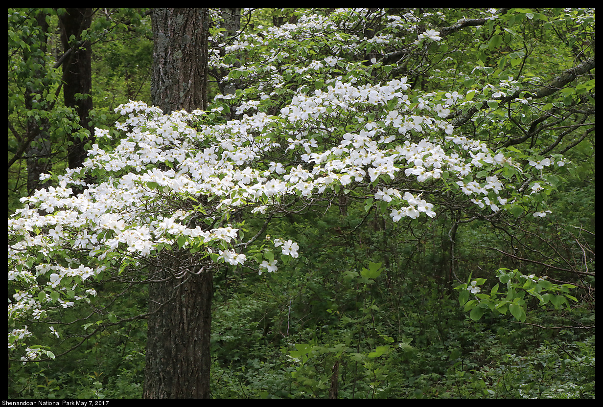 2017May07_Shenandoah_IMG_3351.jpg