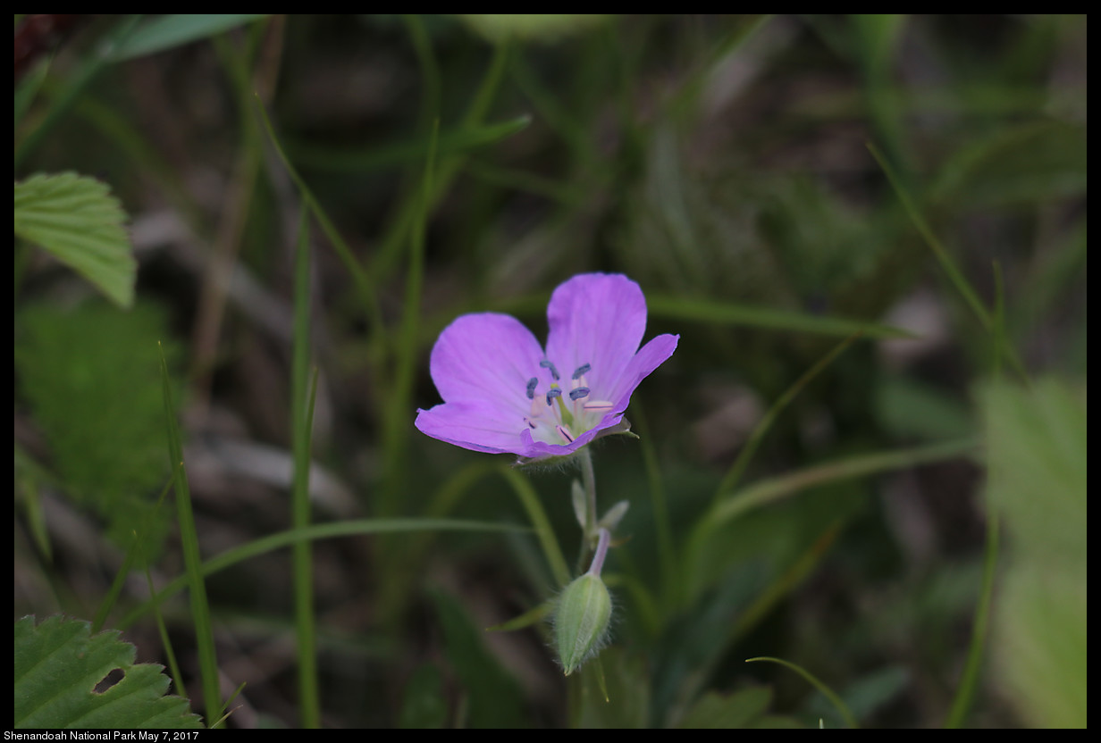 2017May07_Shenandoah_IMG_3477.jpg