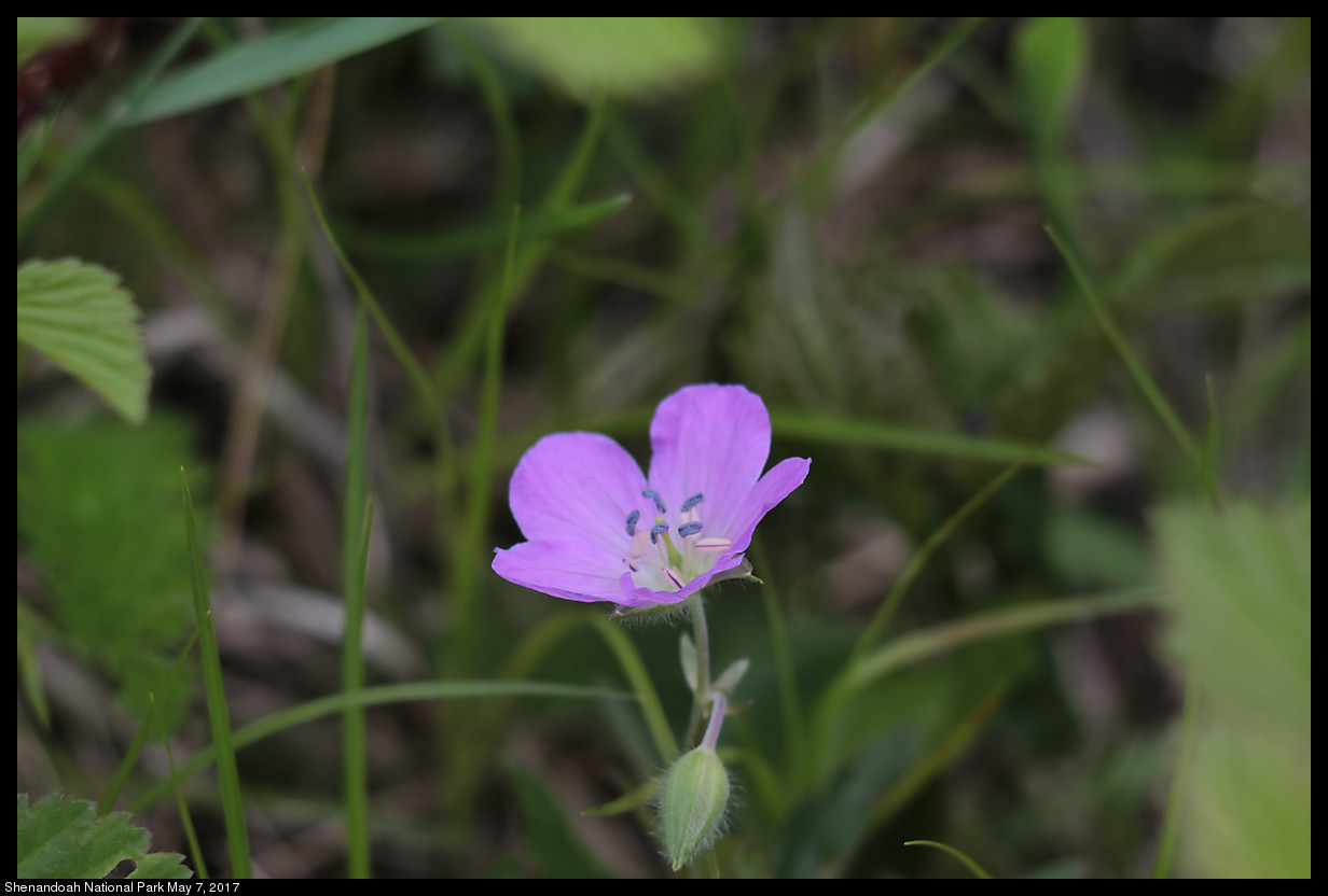 2017May07_Shenandoah_IMG_3478.jpg