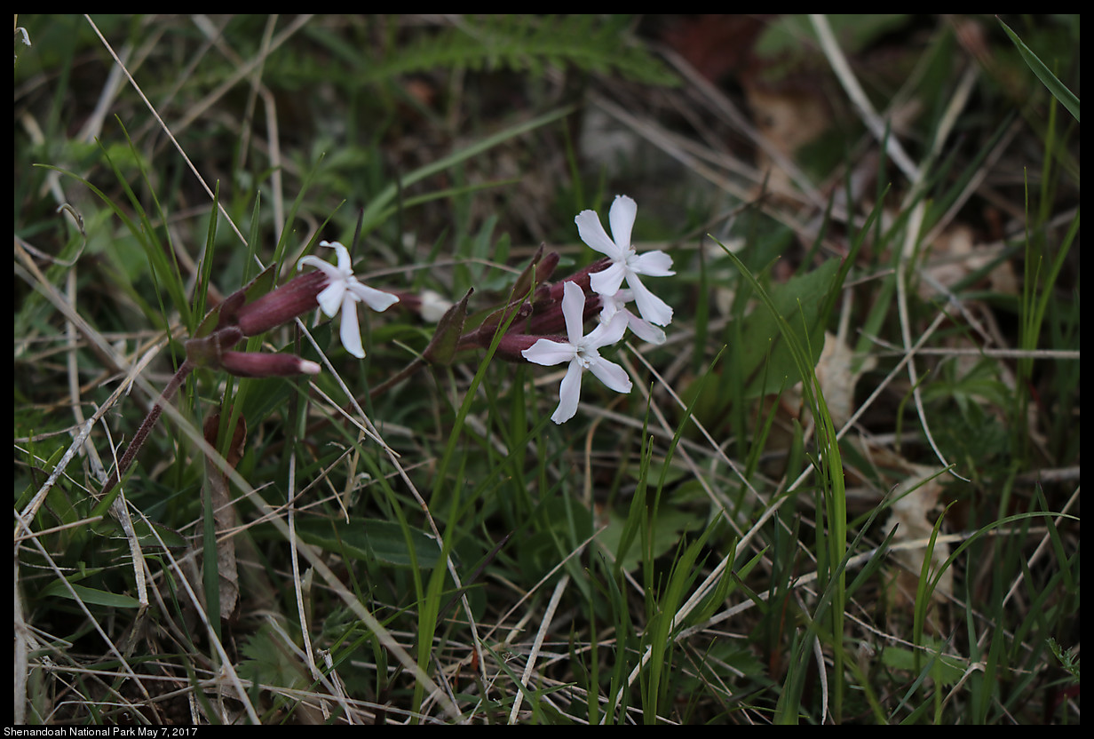 2017May07_Shenandoah_IMG_3491.jpg