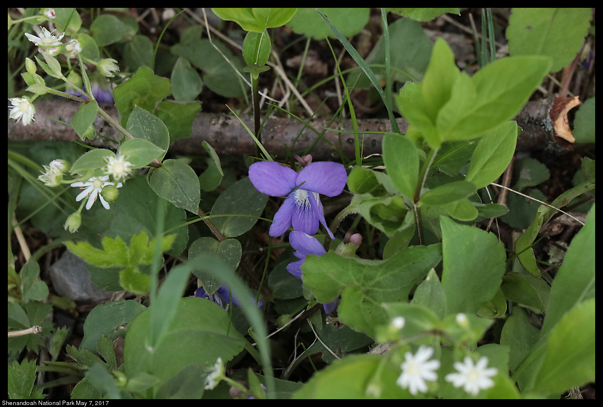 2017May07_Shenandoah_IMG_3503.jpg