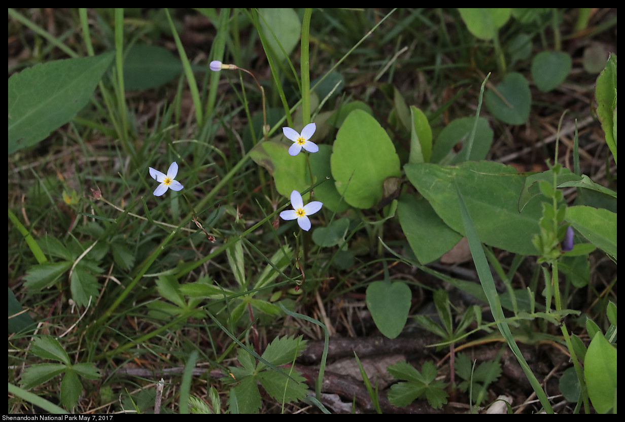 2017May07_Shenandoah_IMG_3506.jpg