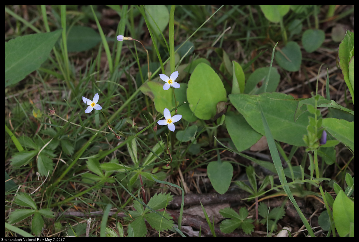 2017May07_Shenandoah_IMG_3507.jpg