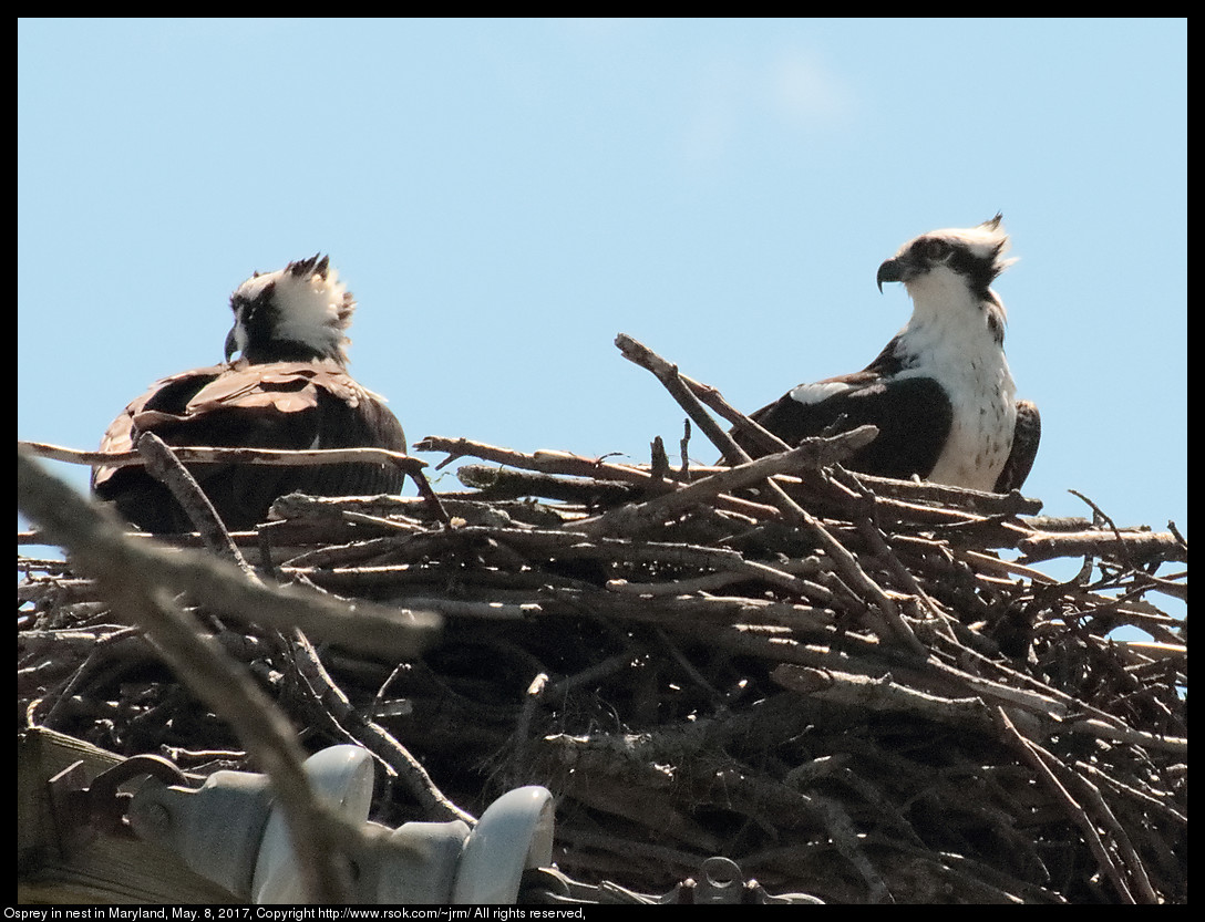 2017may08_osprey_IMG_3591e.jpg