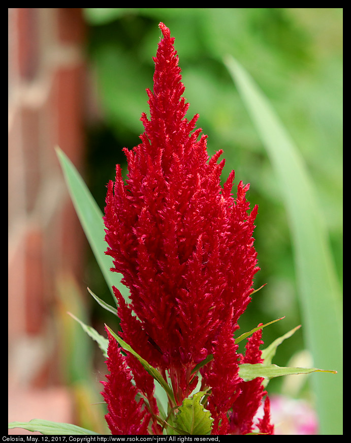 2017may12_celosia_IMG_3677.jpg