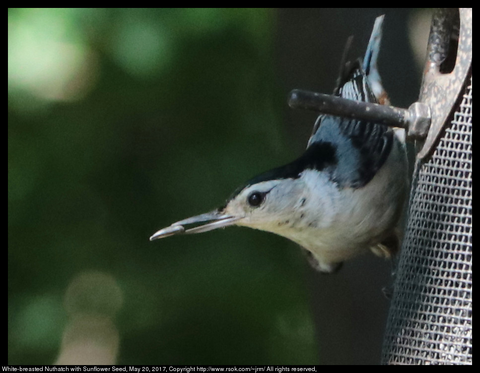 2017may20_nuthatch_IMG_3864.jpg