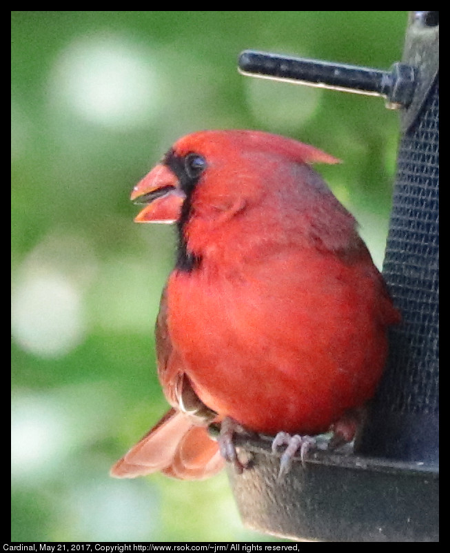 2017may21_cardinal_IMG_3944.jpg