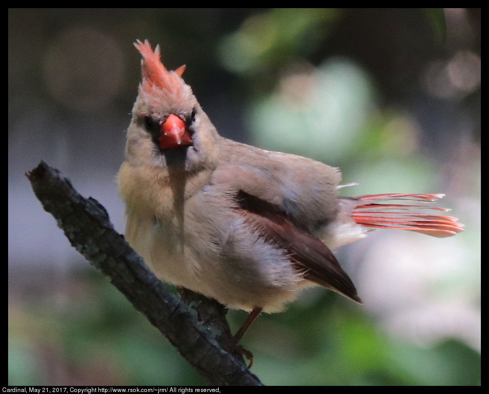 2017may21_cardinal_IMG_4041.jpg