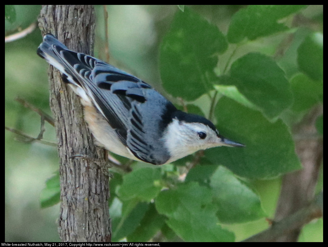 2017may21_nuthatch_IMG_4032.jpg