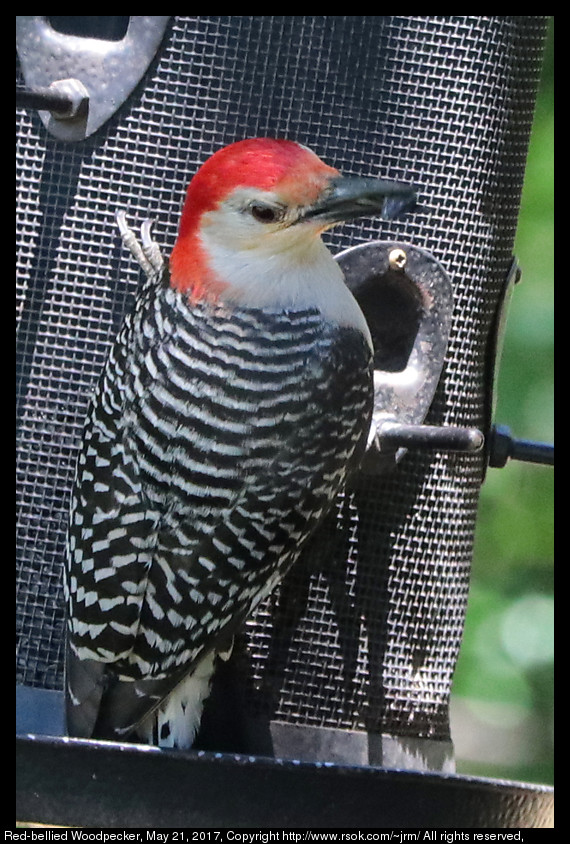 2017may21_woodpecker_IMG_3967.jpg