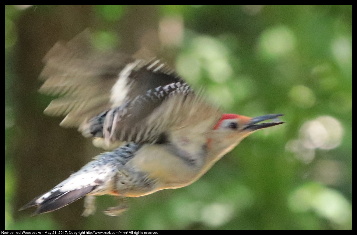 2017may21_woodpecker_IMG_3978.jpg