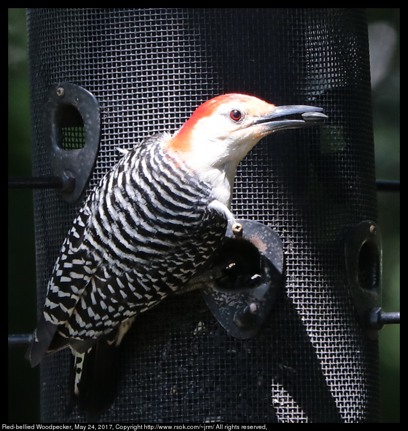 2017may24_woodpecker_IMG_4127.jpg