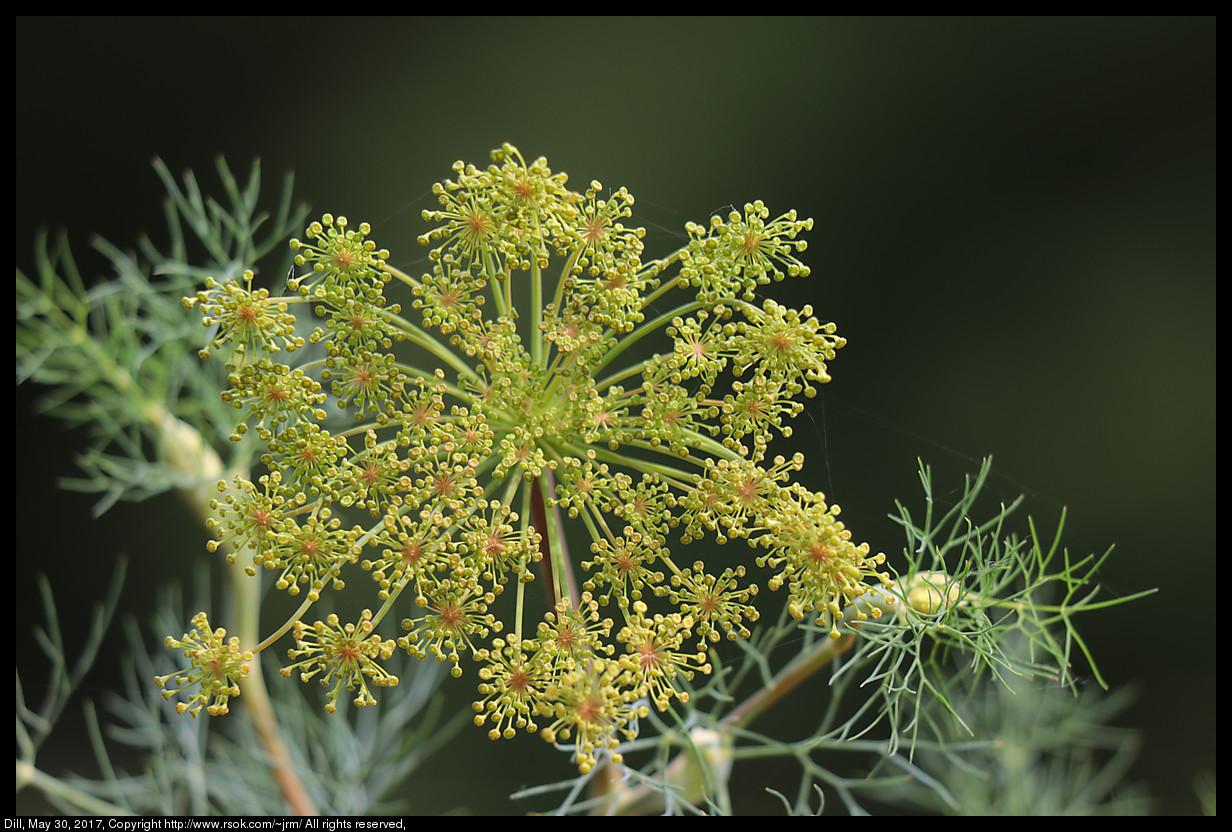 2017may30_dill_IMG_4368.jpg
