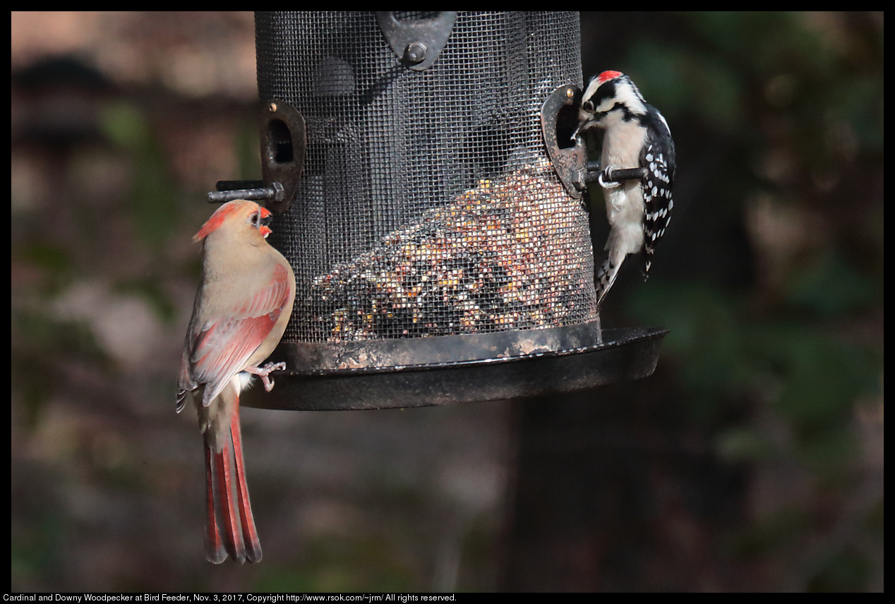 2017nov03_birdfeeder_IMG_7371c.jpg