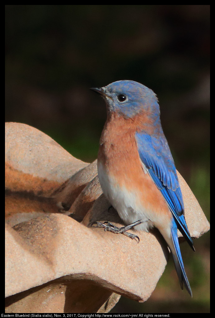 2017nov03_bluebird_IMG_7361c.jpg