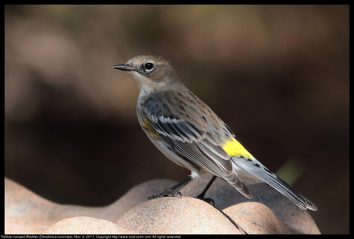 2017nov04_warbler_IMG_7420c.jpg