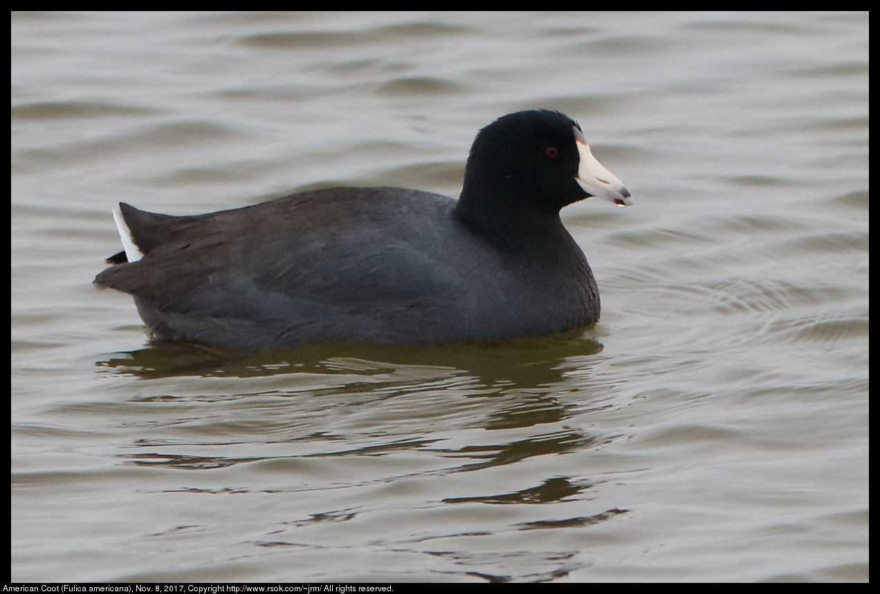 2017nov08_coot_IMG_7519c.jpg