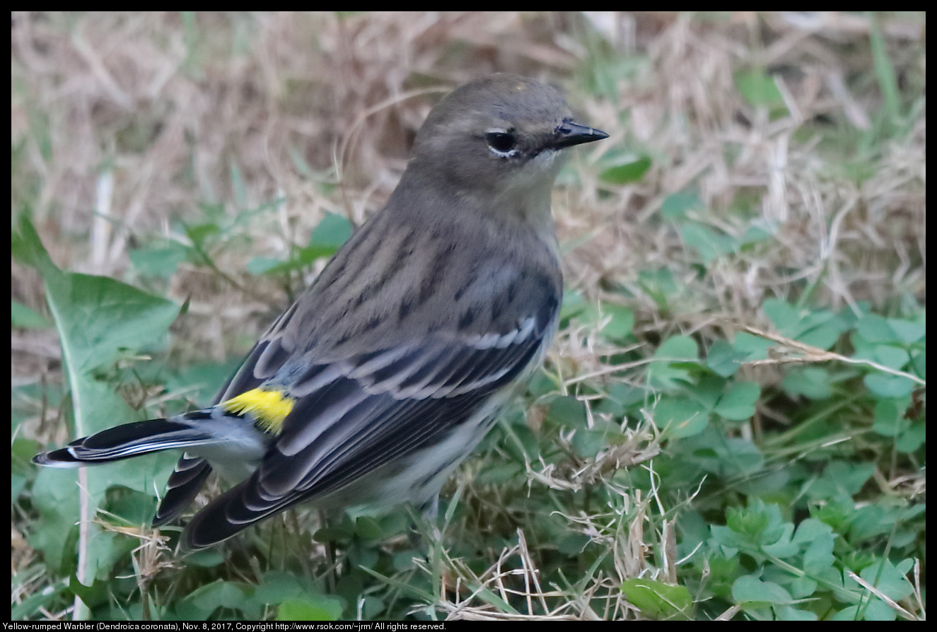 2017nov08_warbler_IMG_7445c.jpg