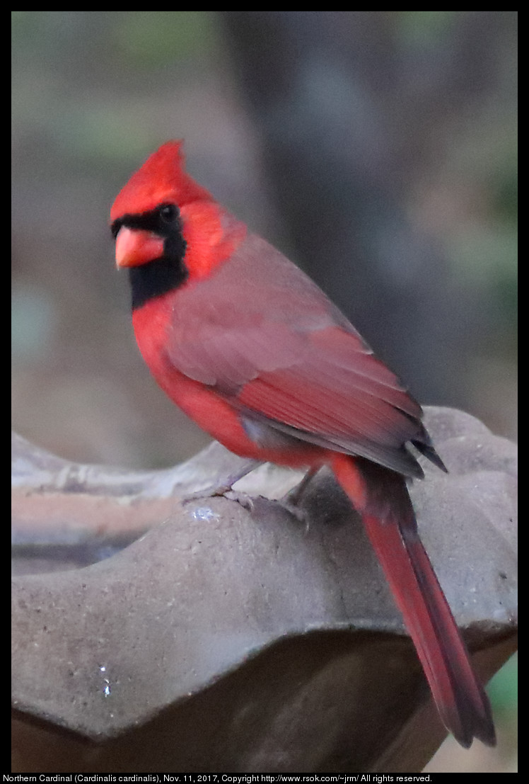 2017nov11_cardinal_IMG_7727c.jpg