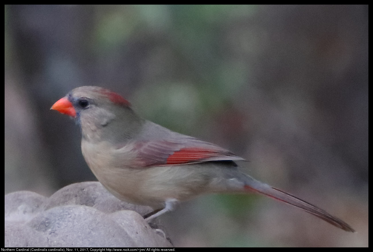 2017nov11_cardinal_IMG_7739c.jpg