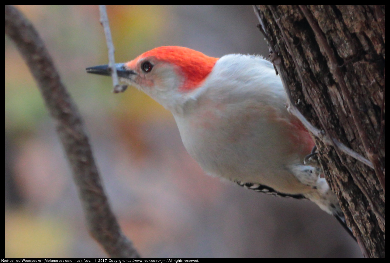 2017nov11_woodpecker_IMG_7754c.jpg