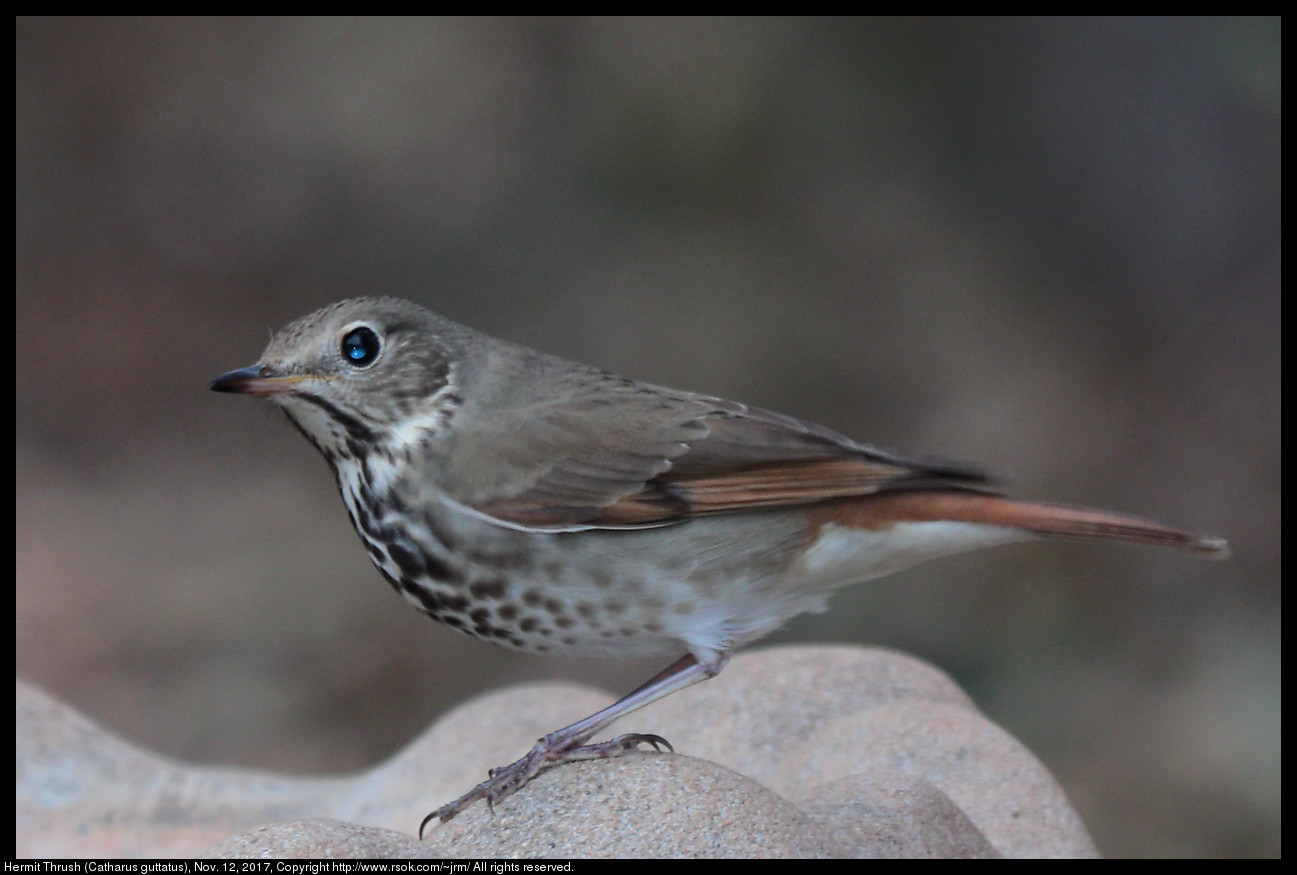 2017nov12_thrush_IMG_7782c.jpg