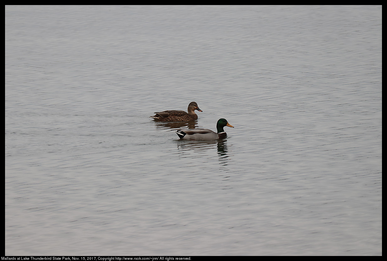 2017nov16_mallard_IMG_7851c.jpg