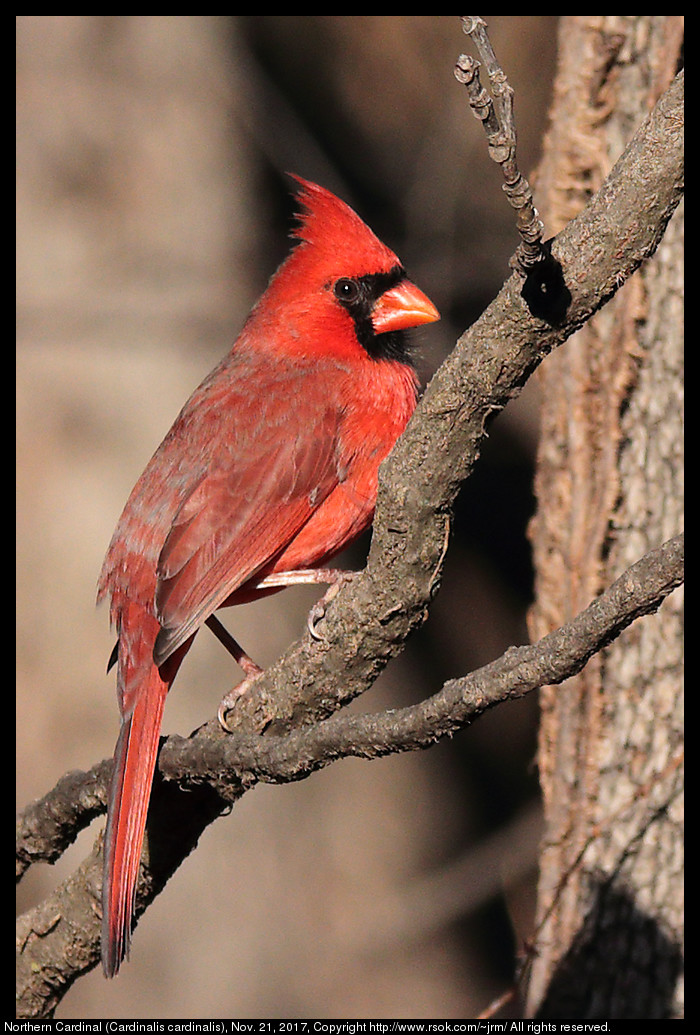 2017nov21_cardinal_IMG_7970c.jpg