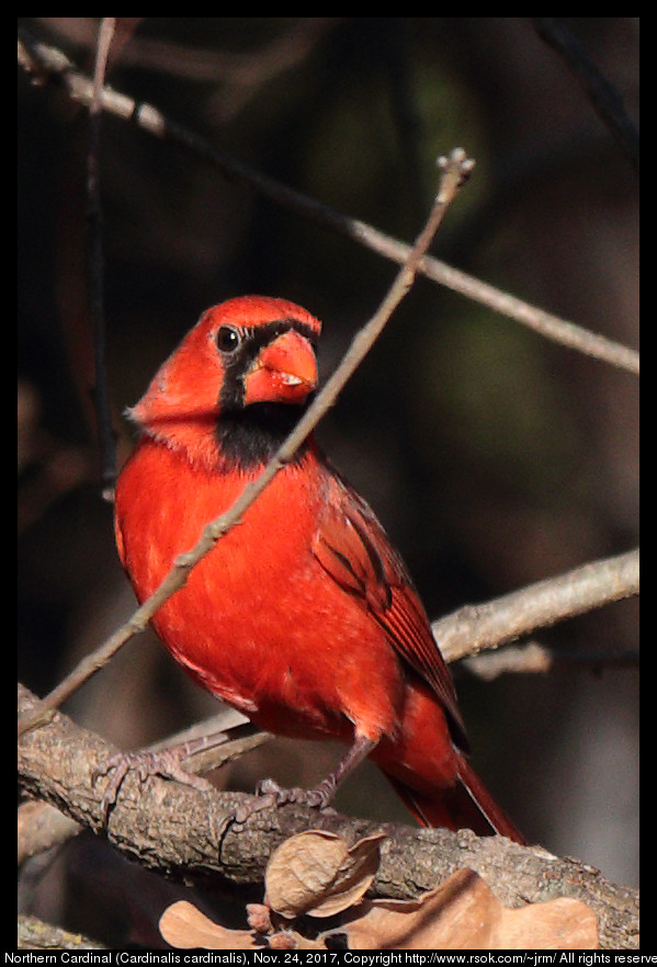 2017nov24_cardinal_IMG_8095c.jpg