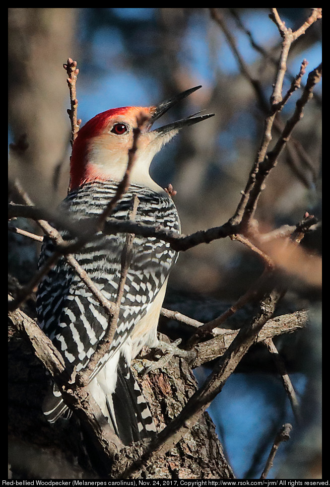 2017nov24_woodpecker_IMG_8133c.jpg