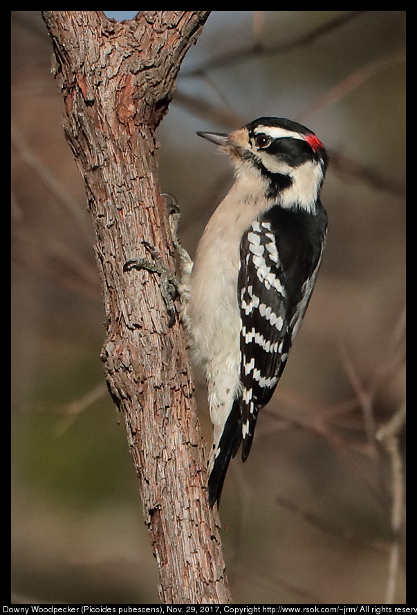 2017nov29_woodpecker_IMG_8320c.jpg