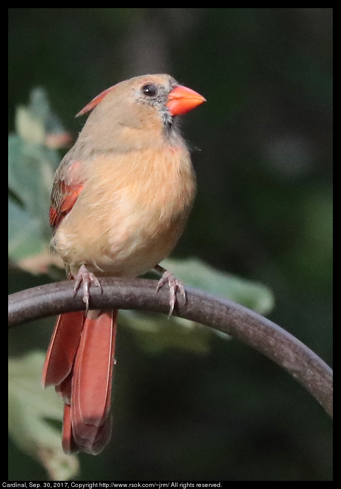 2017sep30_cardinal_IMG_6721.jpg