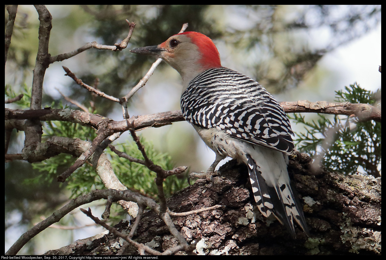 2017sep30_woodpecker_IMG_6658c.jpg