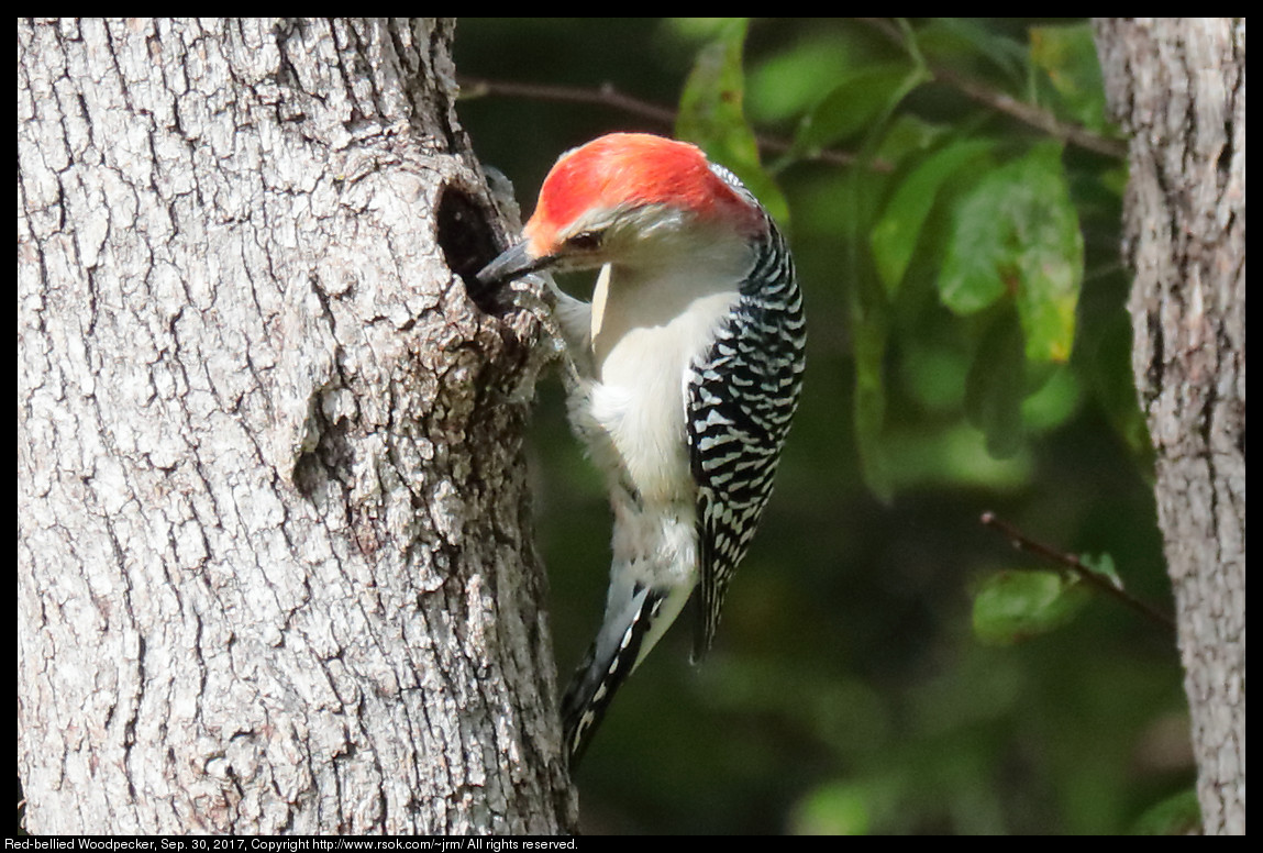 2017sep30_woodpecker_IMG_6663c.jpg