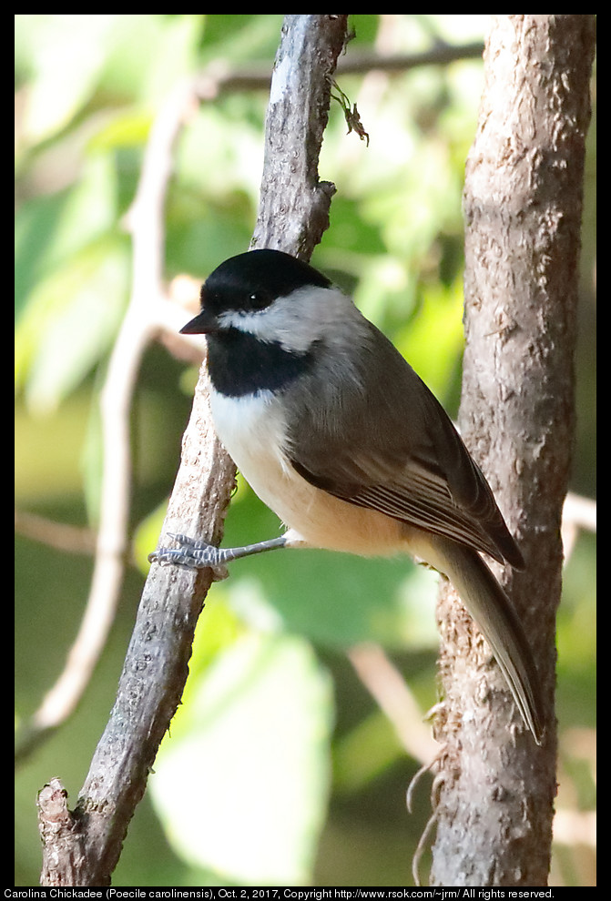 2017oct02_chickadee_IMG_6780c.jpg