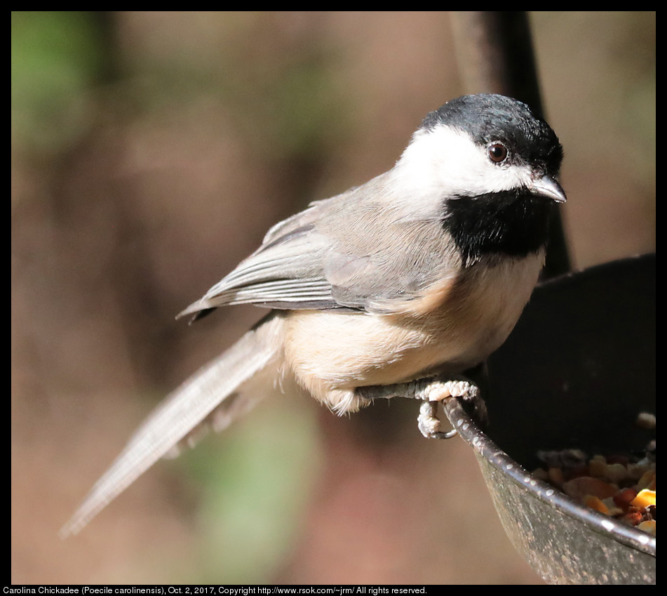 2017oct02_chickadee_IMG_6788.jpg