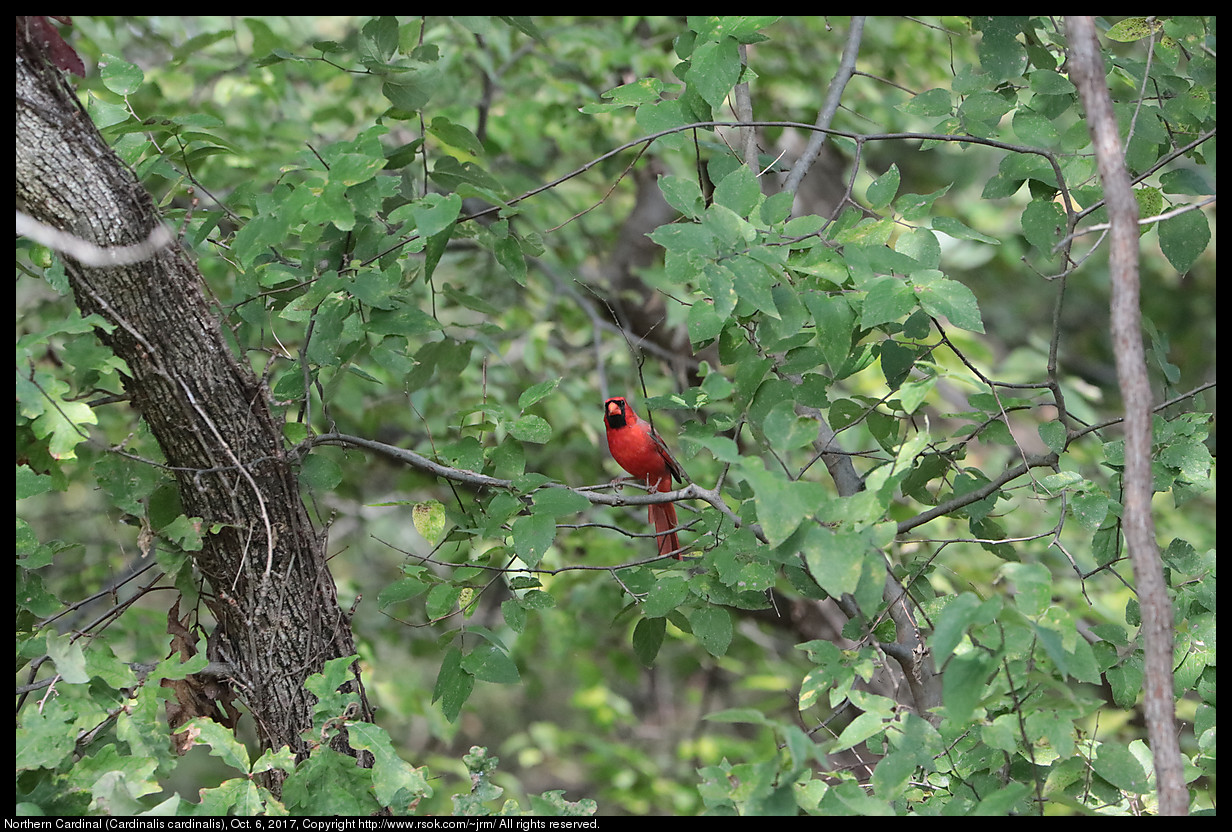 2017oct06_cardinal_IMG_6833.jpg