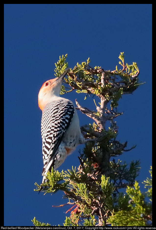 2017oct07_woodpecker_IMG_6940c.jpg