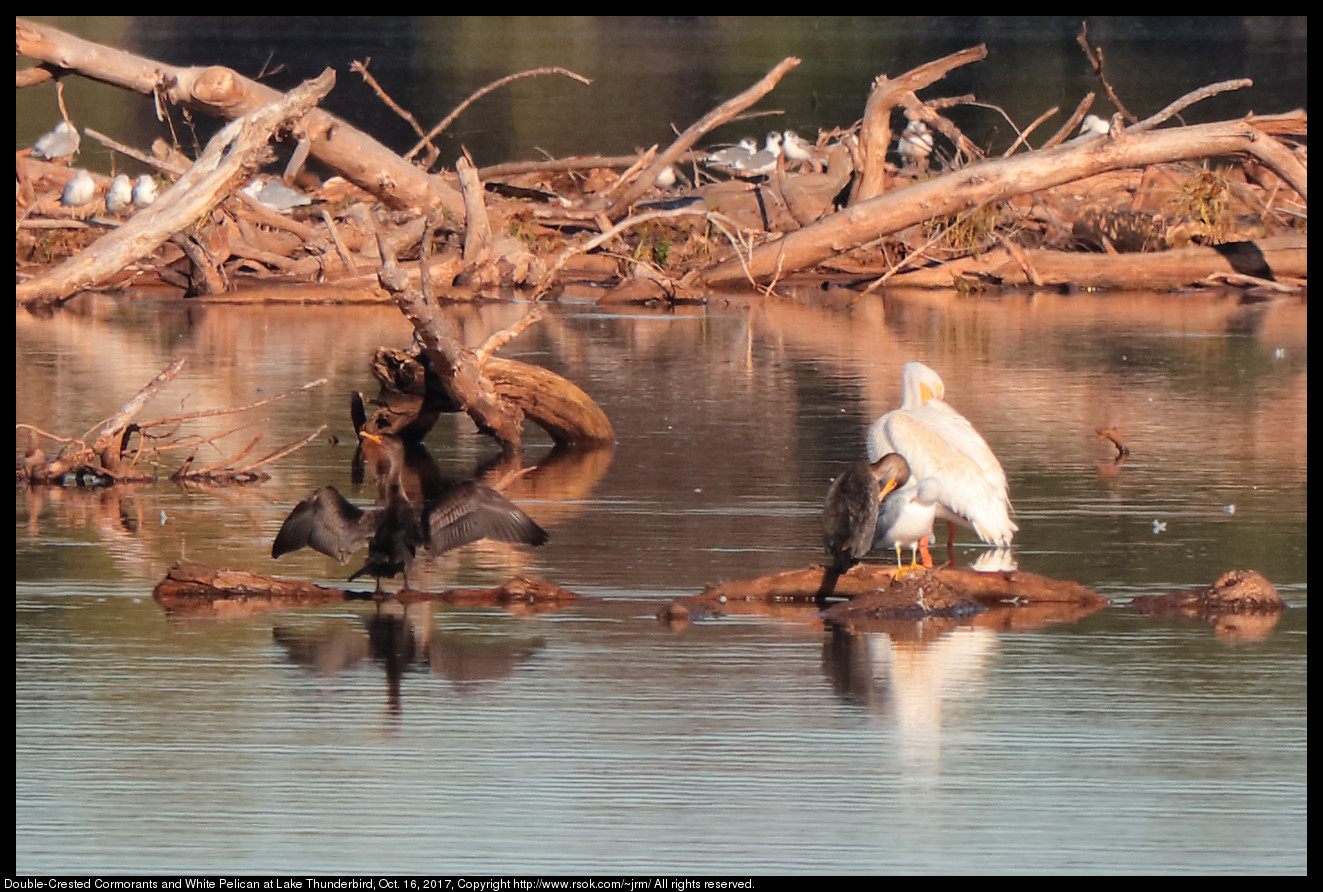 2017oct16_cormorant_IMG_7066c.jpg