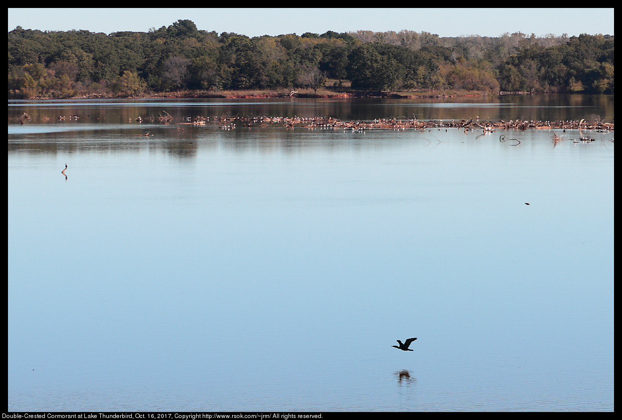 2017oct16_cormorant_IMG_7142c.jpg